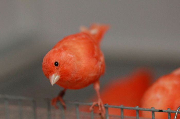 IMG_7149 - PUI 2015- de vanzare