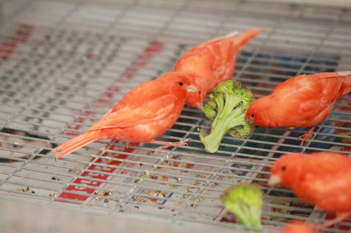 IMG_7168 - PUI 2015- de vanzare