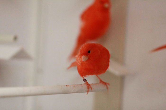 IMG_7170 - PUI 2015- de vanzare