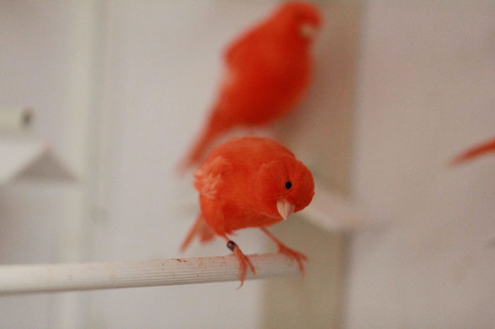 IMG_7171 - PUI 2015- de vanzare