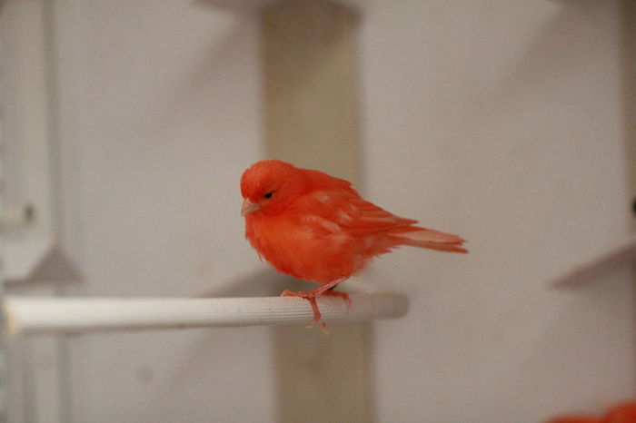 IMG_7175 - PUI 2015- de vanzare