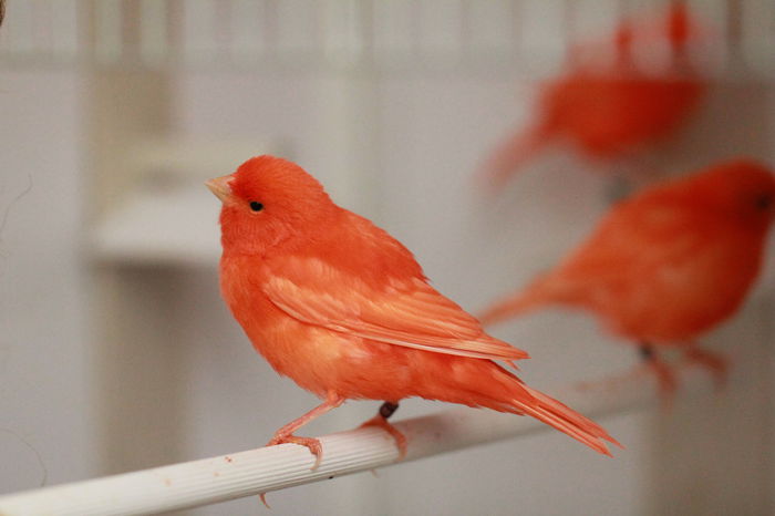 IMG_7177 - PUI 2015- de vanzare