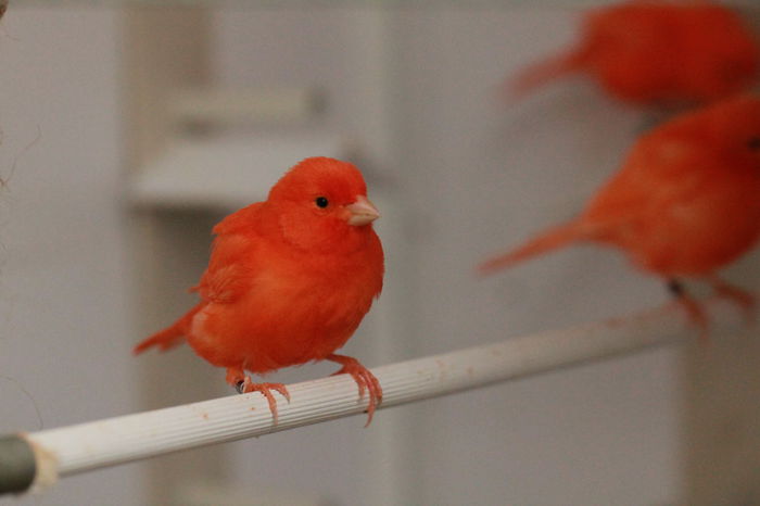 IMG_7178 - PUI 2015- de vanzare