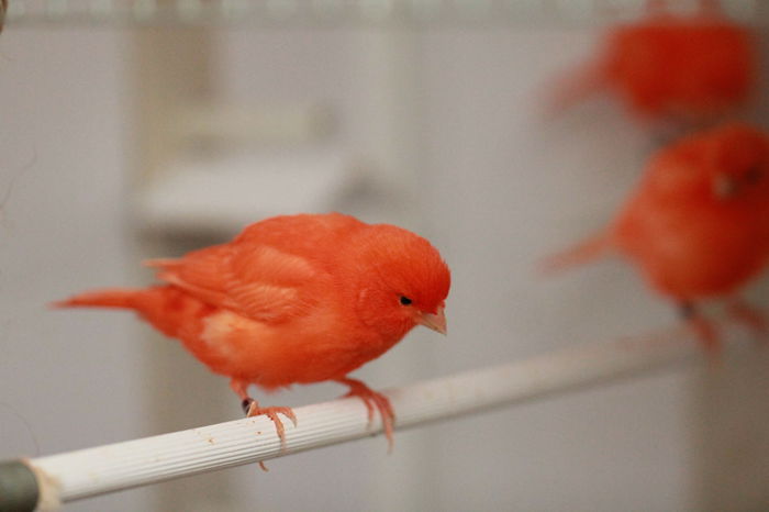 IMG_7179 - PUI 2015- de vanzare