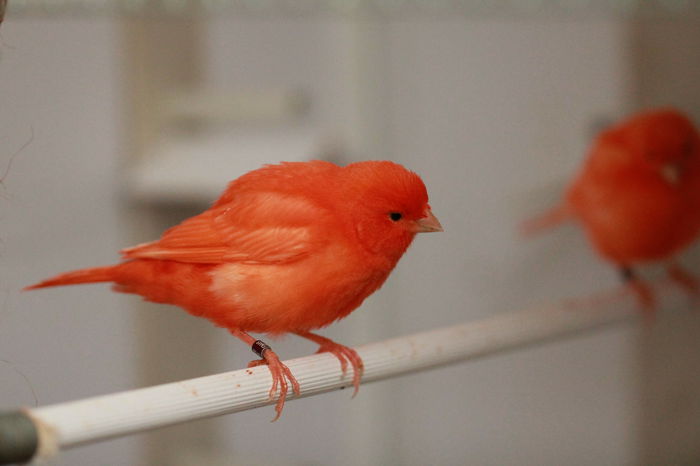 IMG_7180 - PUI 2015- de vanzare