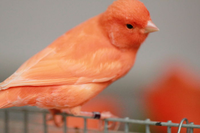 IMG_7187 - PUI 2015- de vanzare