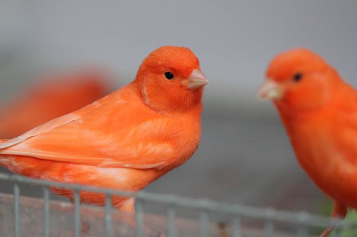 IMG_7190 - PUI 2015- de vanzare