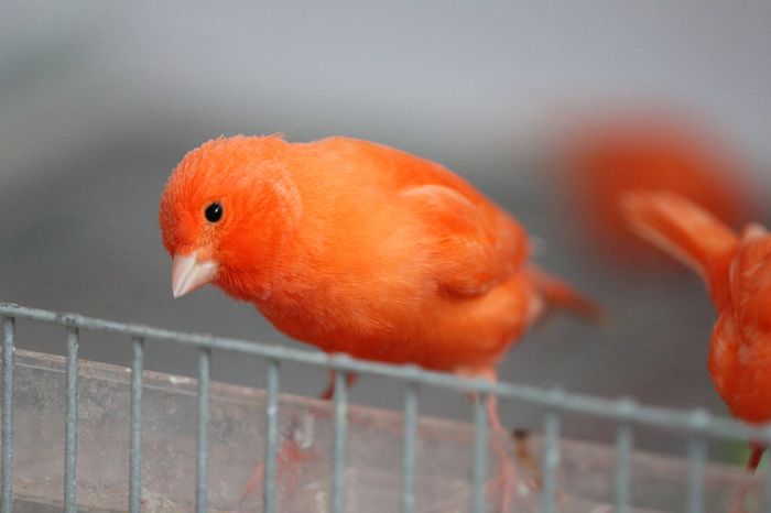 IMG_7193 - PUI 2015- de vanzare