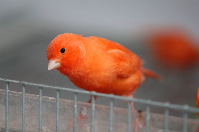 IMG_7194 - PUI 2015- de vanzare