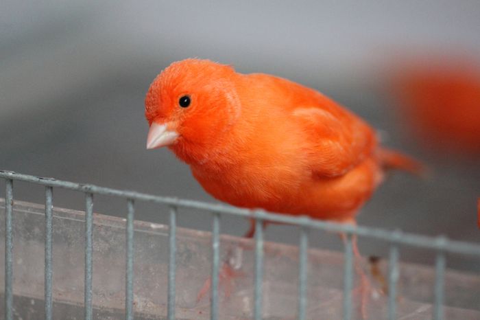 IMG_7195 - PUI 2015- de vanzare