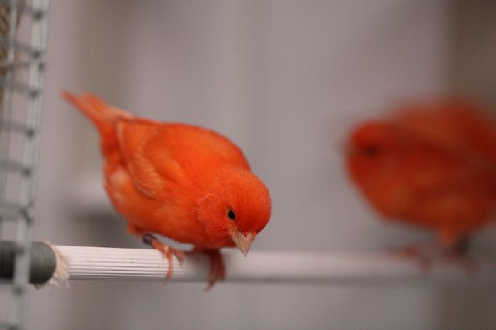 IMG_7206 - PUI 2015- de vanzare