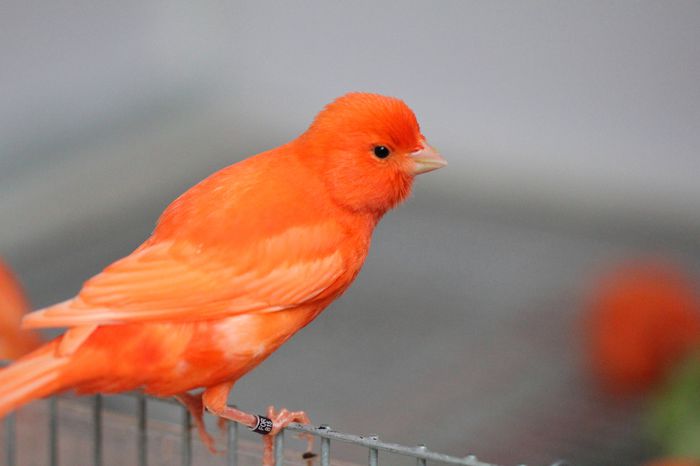 IMG_7210 - PUI 2015- de vanzare