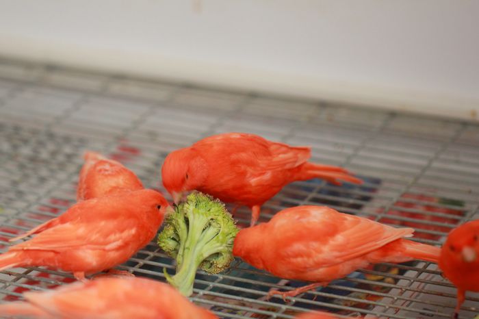 IMG_7265 - PUI 2015- de vanzare