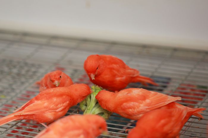 IMG_7267 - PUI 2015- de vanzare