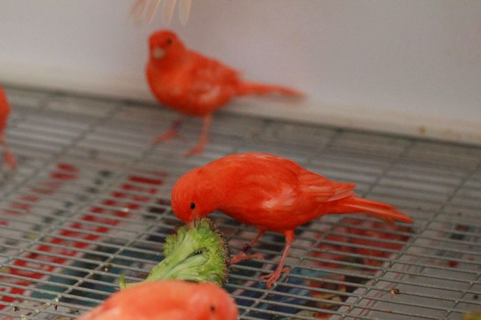 IMG_7271 - PUI 2015- de vanzare