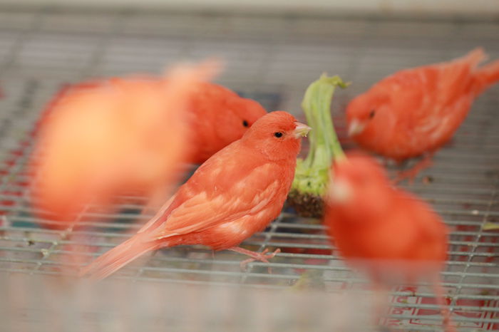 IMG_7298 - PUI 2015- de vanzare