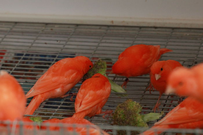 IMG_7326 - PUI 2015- de vanzare