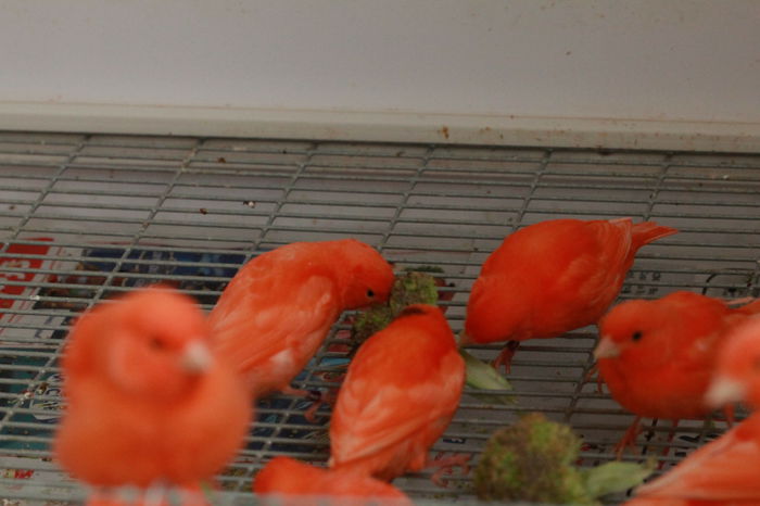 IMG_7327 - PUI 2015- de vanzare