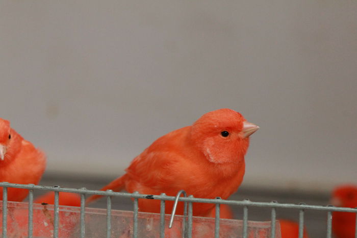 IMG_7330 - PUI 2015- de vanzare