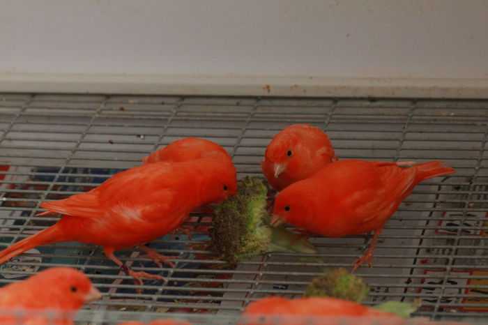 IMG_7332 - PUI 2015- de vanzare