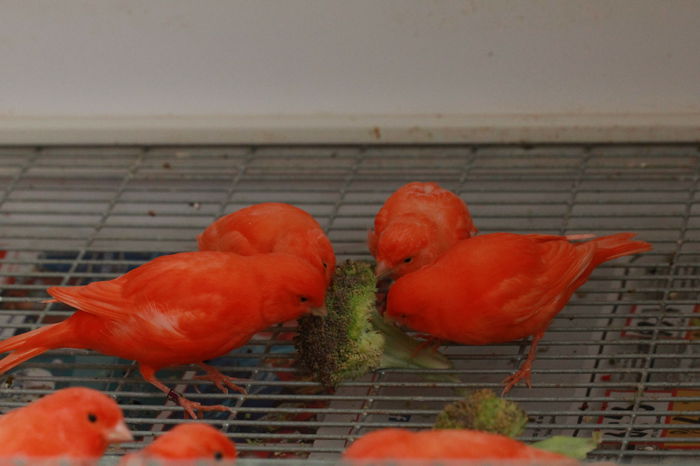 IMG_7333 - PUI 2015- de vanzare