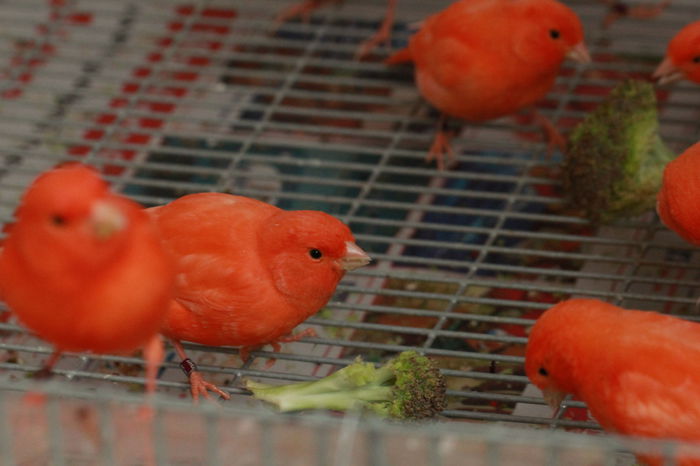 IMG_7339 - PUI 2015- de vanzare