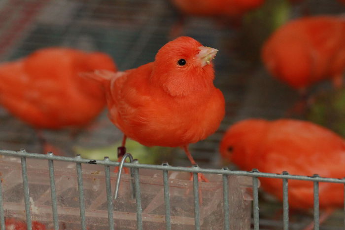 IMG_7341 - PUI 2015- de vanzare