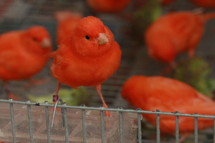 IMG_7342 - PUI 2015- de vanzare