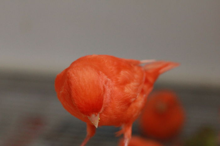 IMG_7349 - PUI 2015- de vanzare