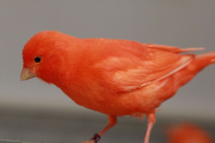 IMG_7350 - PUI 2015- de vanzare