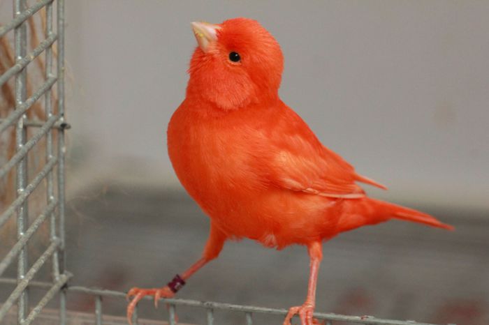 IMG_7352 - PUI 2015- de vanzare