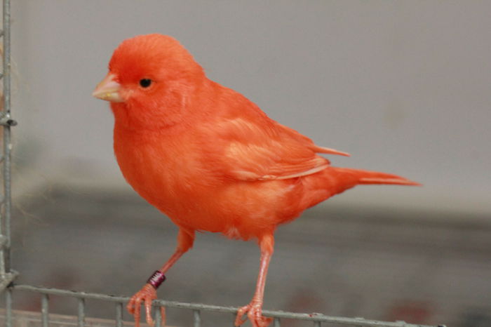 IMG_7353 - PUI 2015- de vanzare