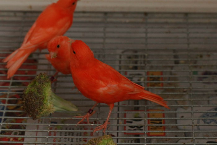 IMG_7358 - PUI 2015- de vanzare