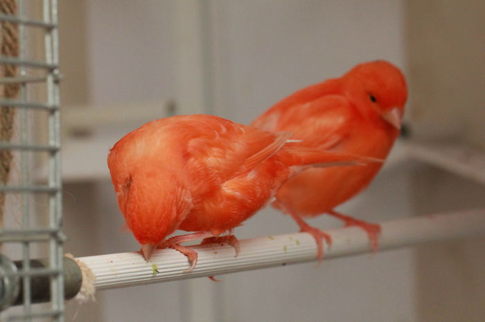 IMG_7360 - PUI 2015- de vanzare