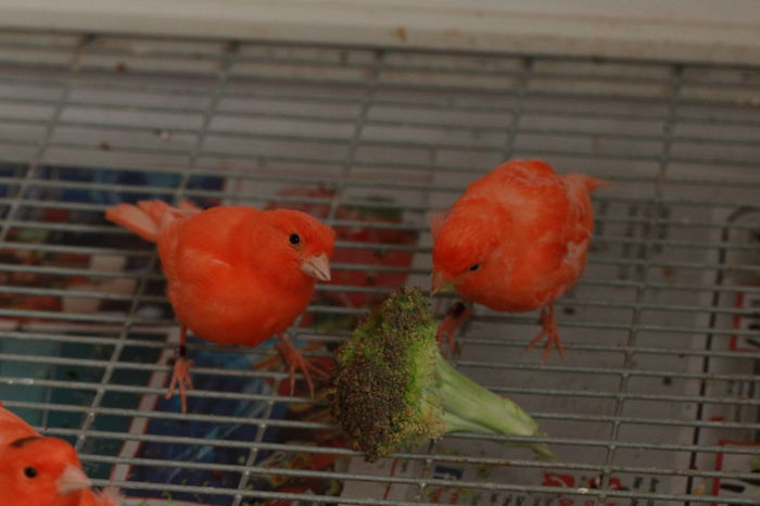 IMG_7362 - PUI 2015- de vanzare