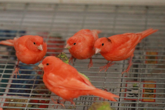 IMG_7366 - PUI 2015- de vanzare