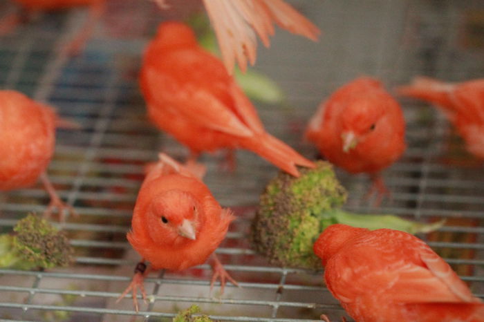 IMG_7370 - PUI 2015- de vanzare