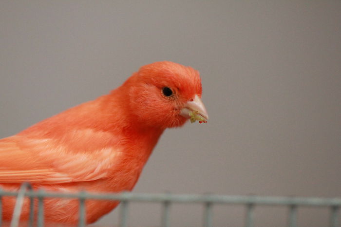 IMG_7374 - PUI 2015- de vanzare