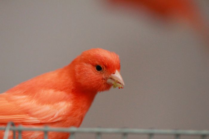 IMG_7375 - PUI 2015- de vanzare