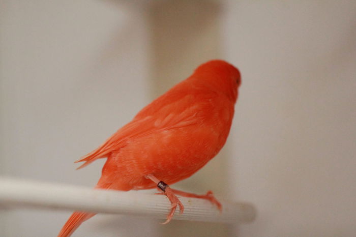 IMG_7385 - PUI 2015- de vanzare