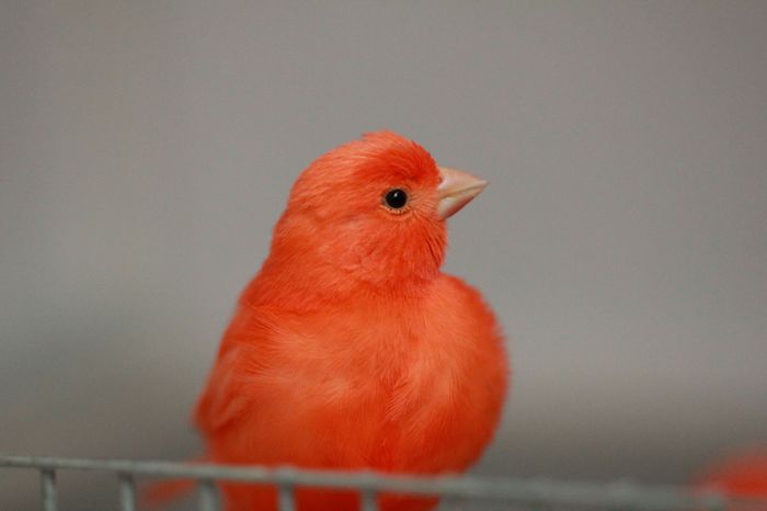 IMG_7391 - PUI 2015- de vanzare