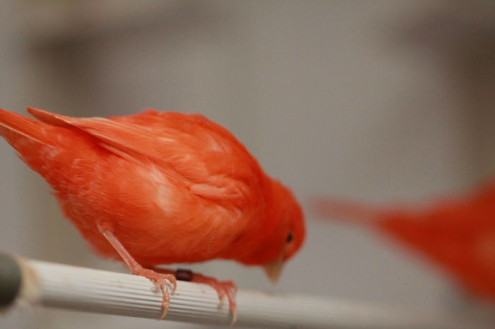 IMG_7396 - PUI 2015- de vanzare