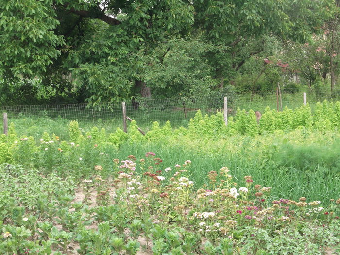 Picture 6194