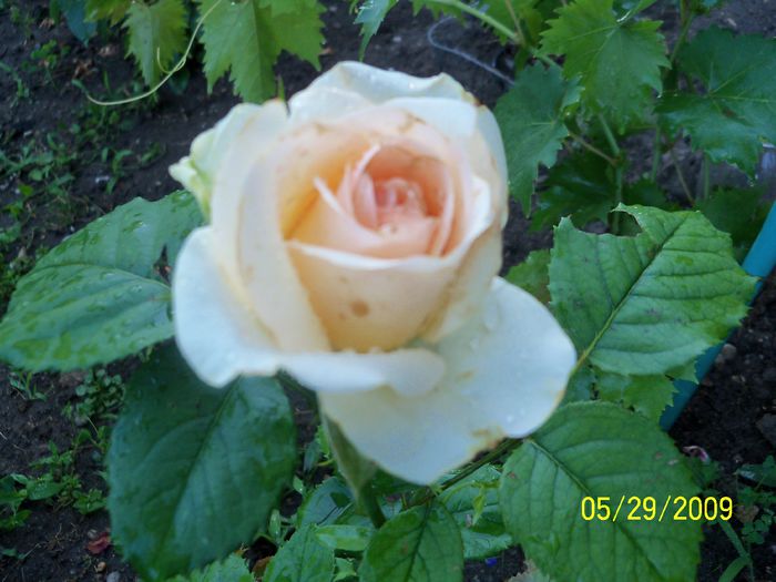 dimov73