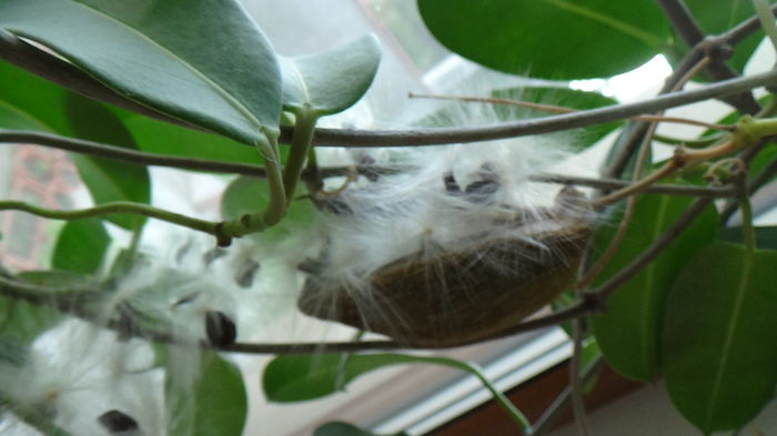 DSC04176 - Stephanotis Iasomie de Madagascar