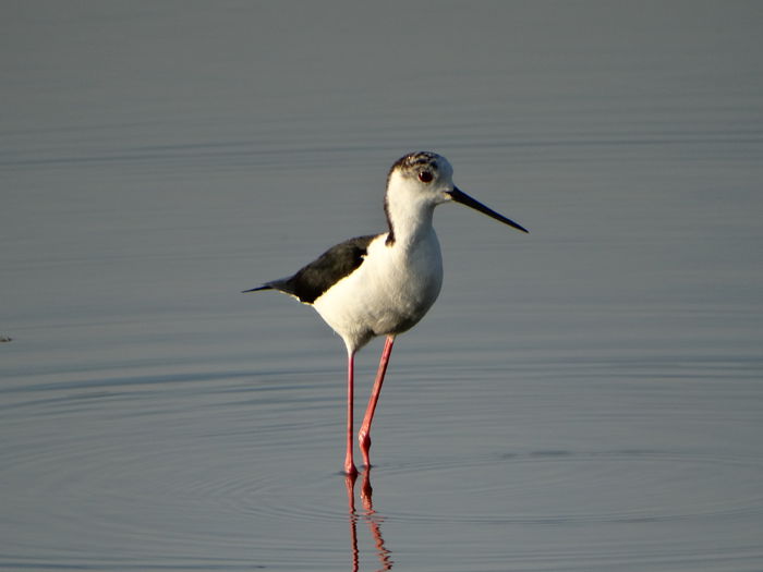 Piciorongul; Himantopus himantopus
