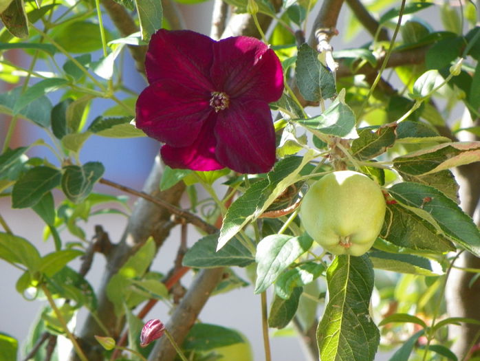 Royal Velours - Clematite 2015