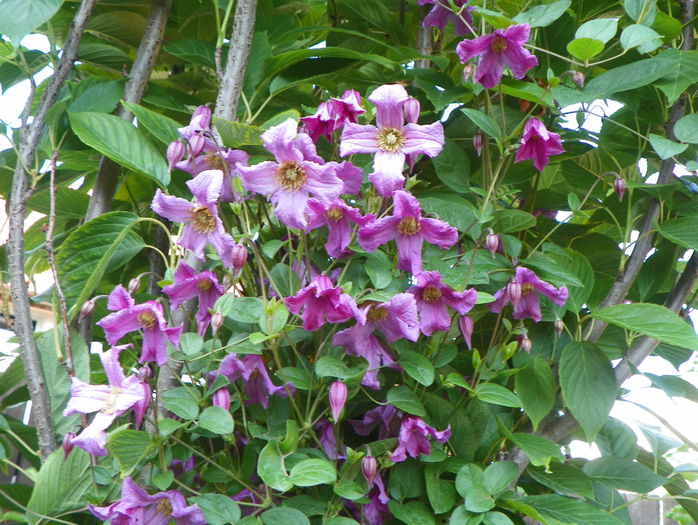 Heather Herschell - Clematite 2015