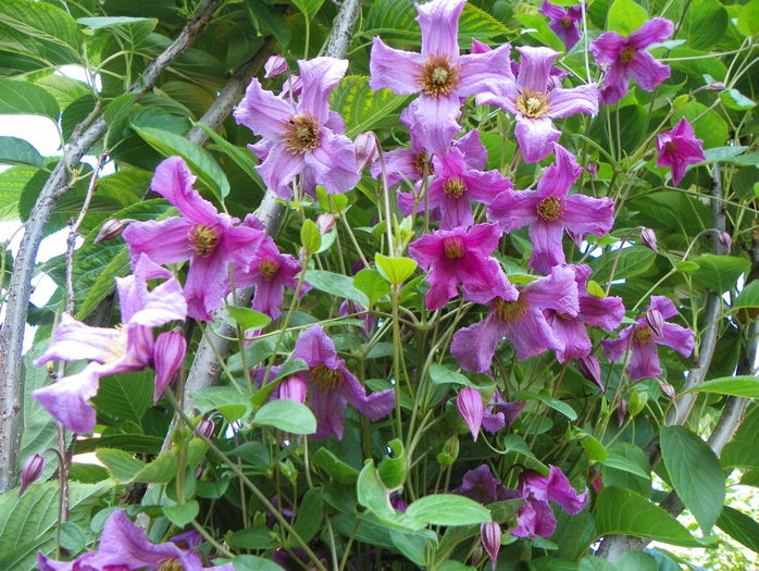 Heather Herschell - Clematite 2015