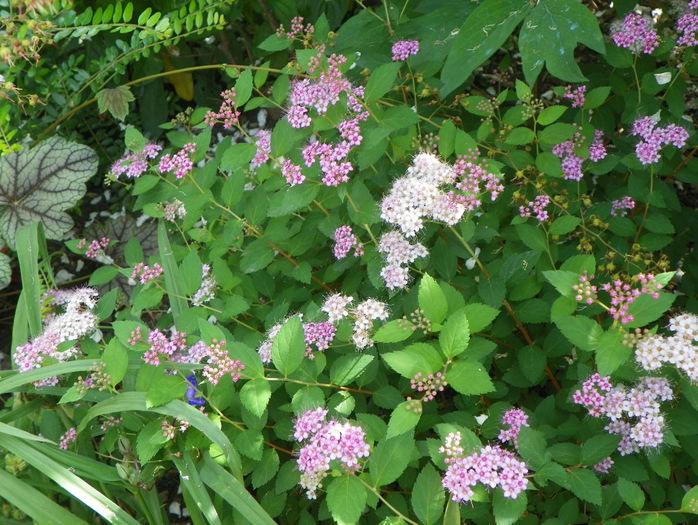 spiraea Little Princess - Copacei si arbusti 2015